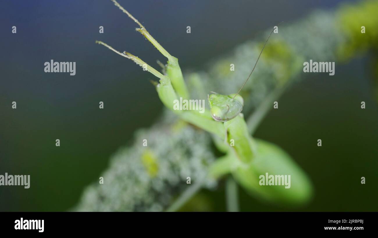 Nahaufnahme Porträt der grünen Gottesanbeterin sitzt auf einem Ast und sieht auf der Kamera Objektiv. Europäische Mantis (Mantis religiosa) Stockfoto