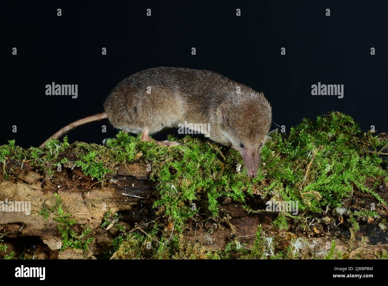 Gewöhnliche Spitzmaus, die Moos erforscht, bedeckt Baumstamm Stockfoto