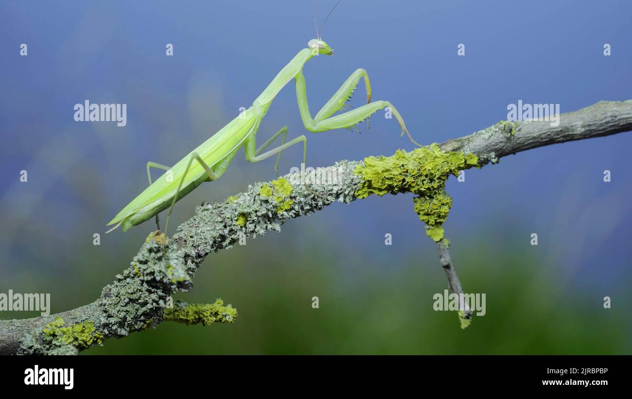 Nahaufnahme der grünen Gottesanbeterin geht entlang eines Baumzweiges auf grünem Gras und blauem Himmel Hintergrund. Europäische Mantis (Mantis religiosa) Stockfoto