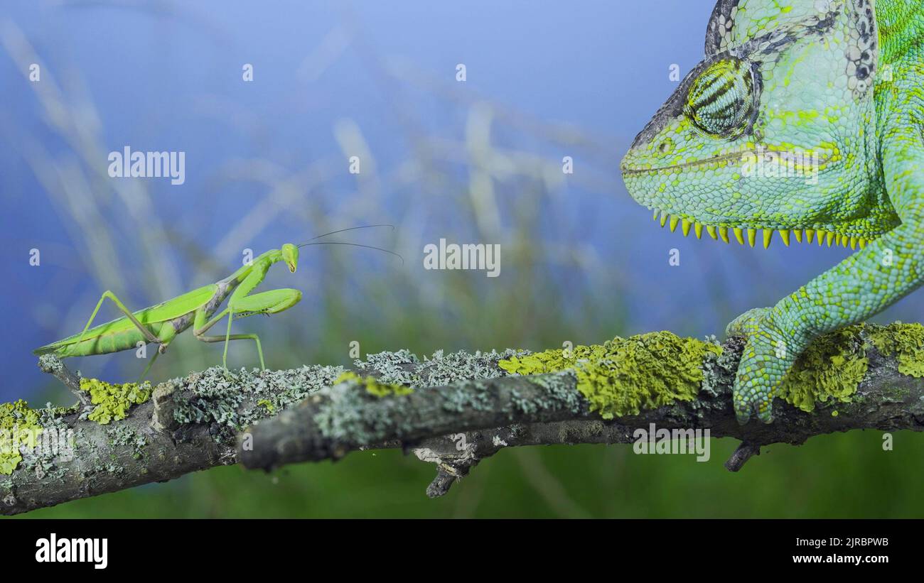 Nahaufnahme, reifes grünes, verschleiertes Chamäleon, das neugierig auf die betende Gottesanbeterin schaut. Kegelkopfchamäleon oder Jemen-Chamäleon (Chamaeleo calyptratus) und Transmission Stockfoto