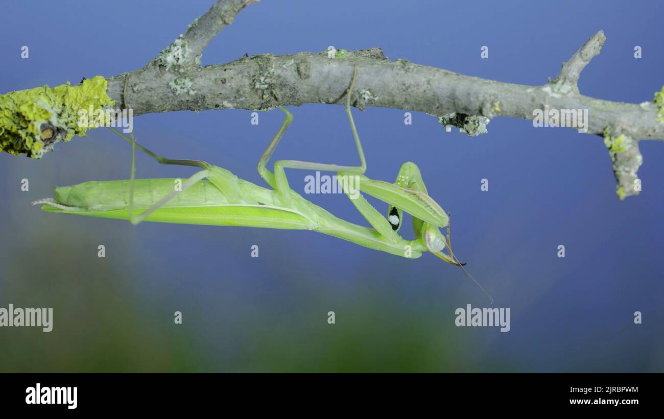 Grüne Gottesanbeterin hängt unter dem Ast und reinigt ihre Pfoten auf grünem Gras und blauem Himmel Hintergrund. Europäische Mantis (Mantis religiosa) Stockfoto