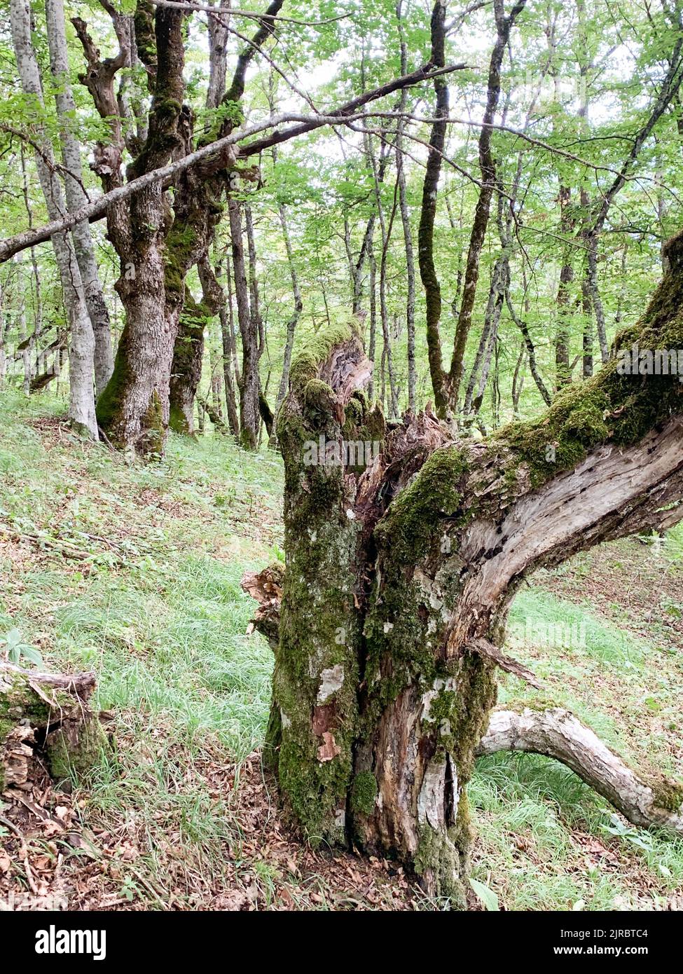 Waldreservat Perućica im Nationalpark Sutjeska, Bosnien und Herzegowina. Einer der letzten Urwälder Europas, UNESCO-Weltkulturerbe. Stockfoto