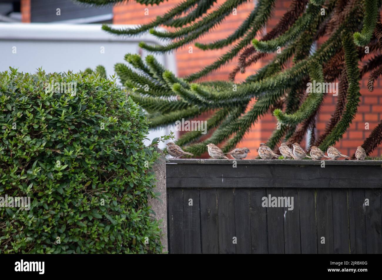 Spatzen auf einem Zaun in der Nähe eines in der Schlange stehenden Busches. Spatzen, Hausspatzen (Passant domesticus) auf einem Gartenzaun. Stockfoto