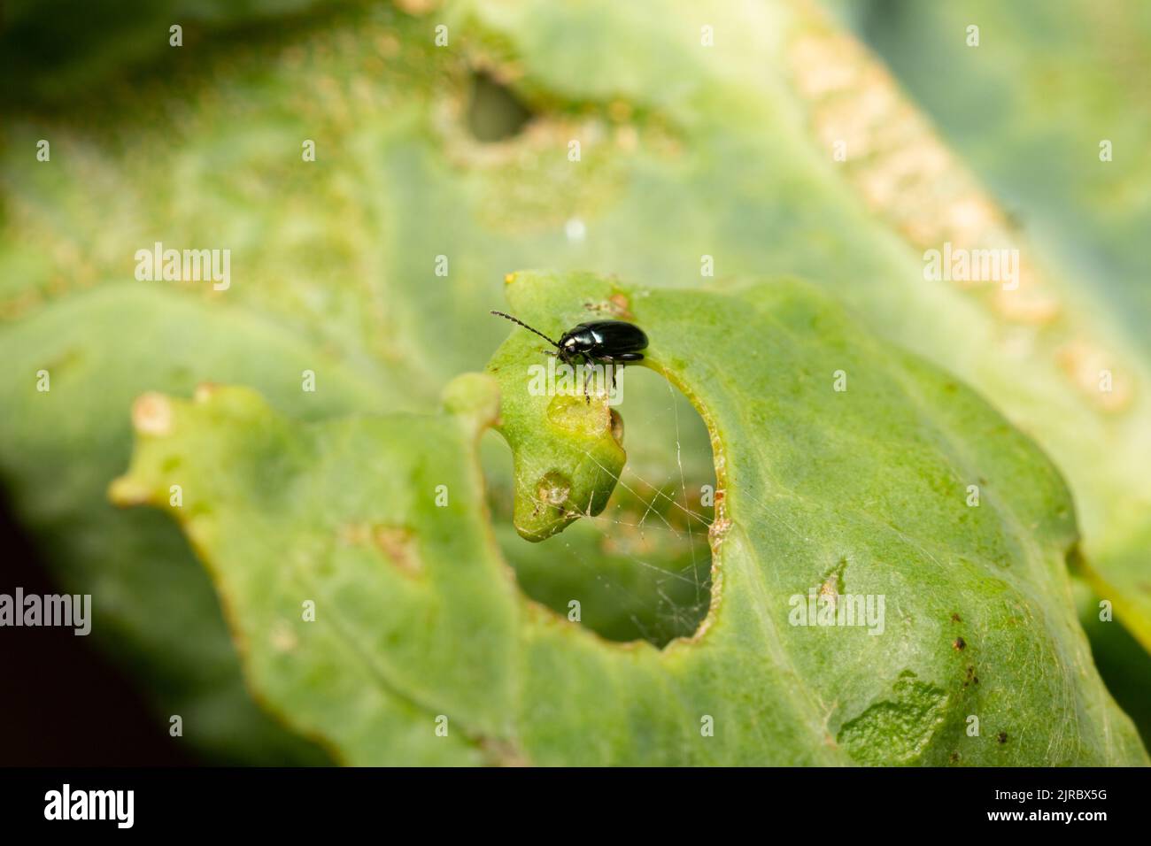 Kreuzkäfer Flea Beetle / Phyllotreta cruciferae Stockfoto