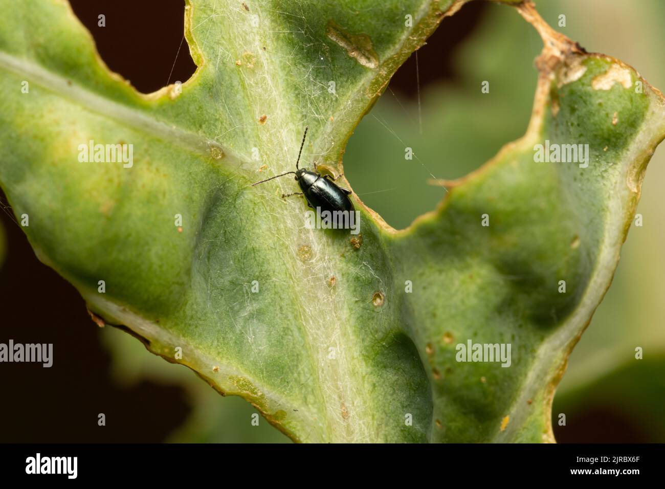 Kreuzkäfer Flea Beetle / Phyllotreta cruciferae Stockfoto