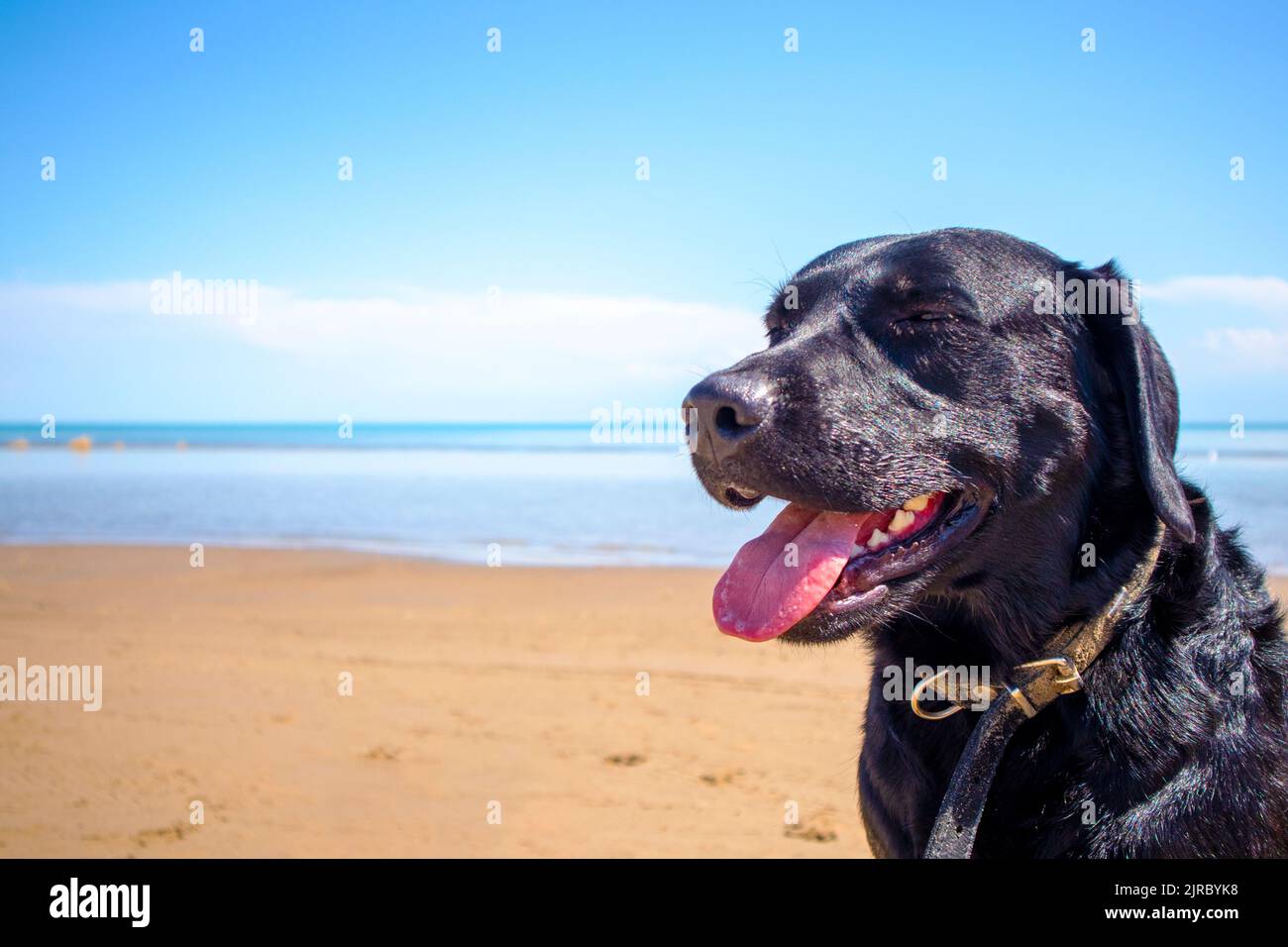 Ein Nahaufnahme-Porträt eines schwarzen labradors auf dem Meer. Hund am Strand Stockfoto