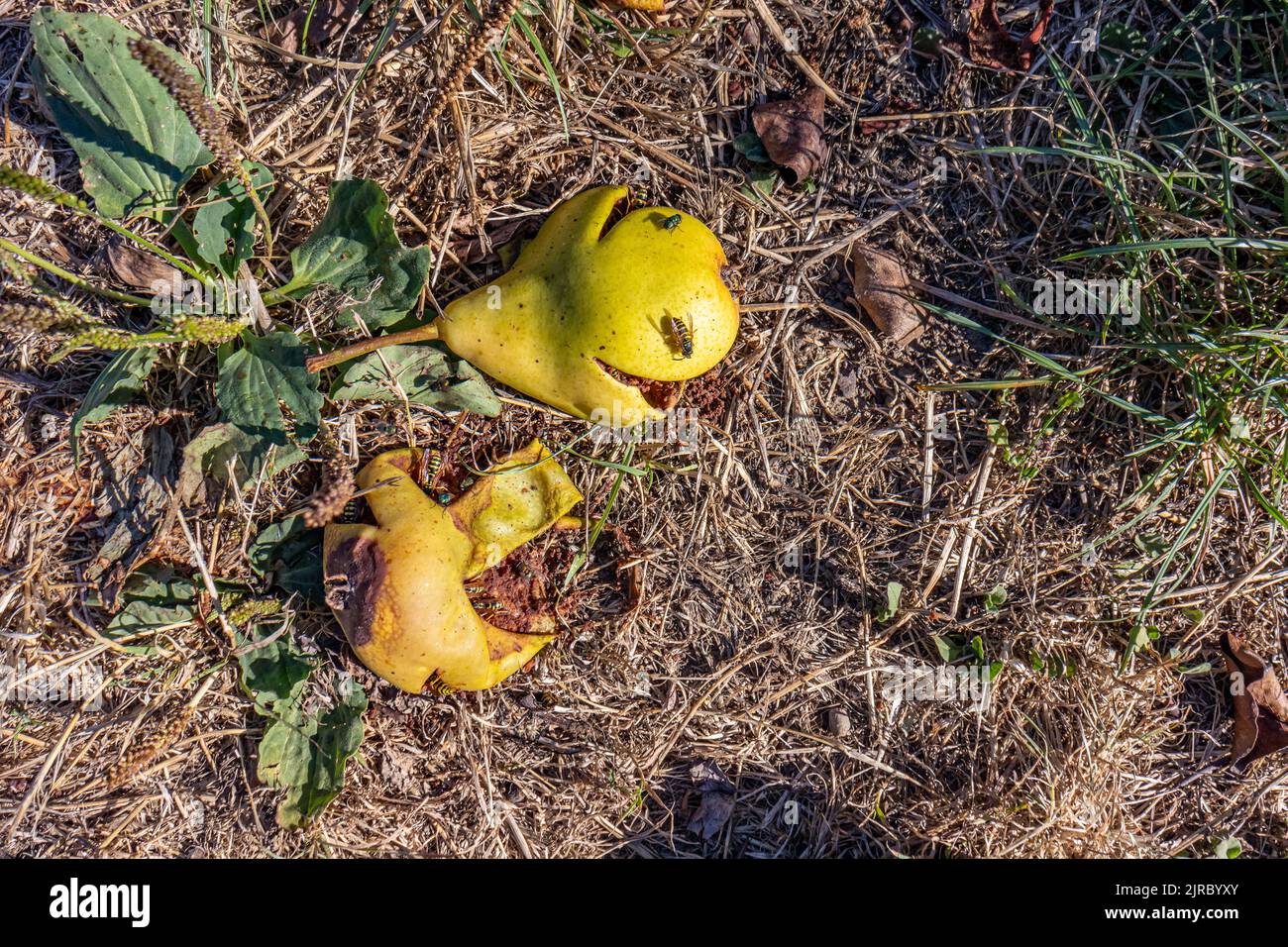 Insekten, Fliegen und Wespen fressen verfaulte Birnen auf dem Boden ... Insekten, Fliegen und Wespen fressen verfaulte Birnen auf dem Boden ...