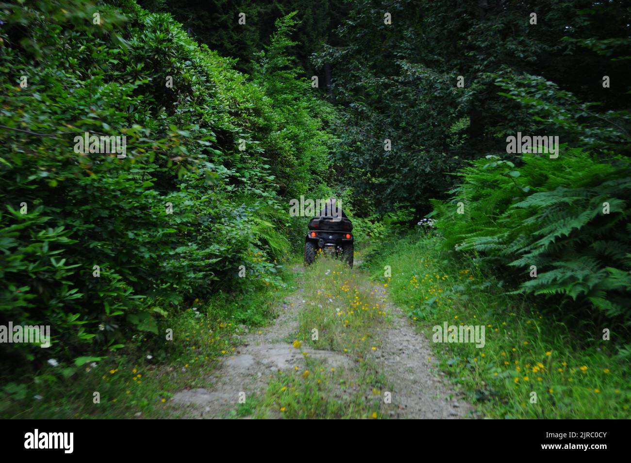 4x4 Outlander ATV auf grünen Waldweg; Can-am ATV auf Waldstraße, Sommer, Artvin - Türkei Stockfoto