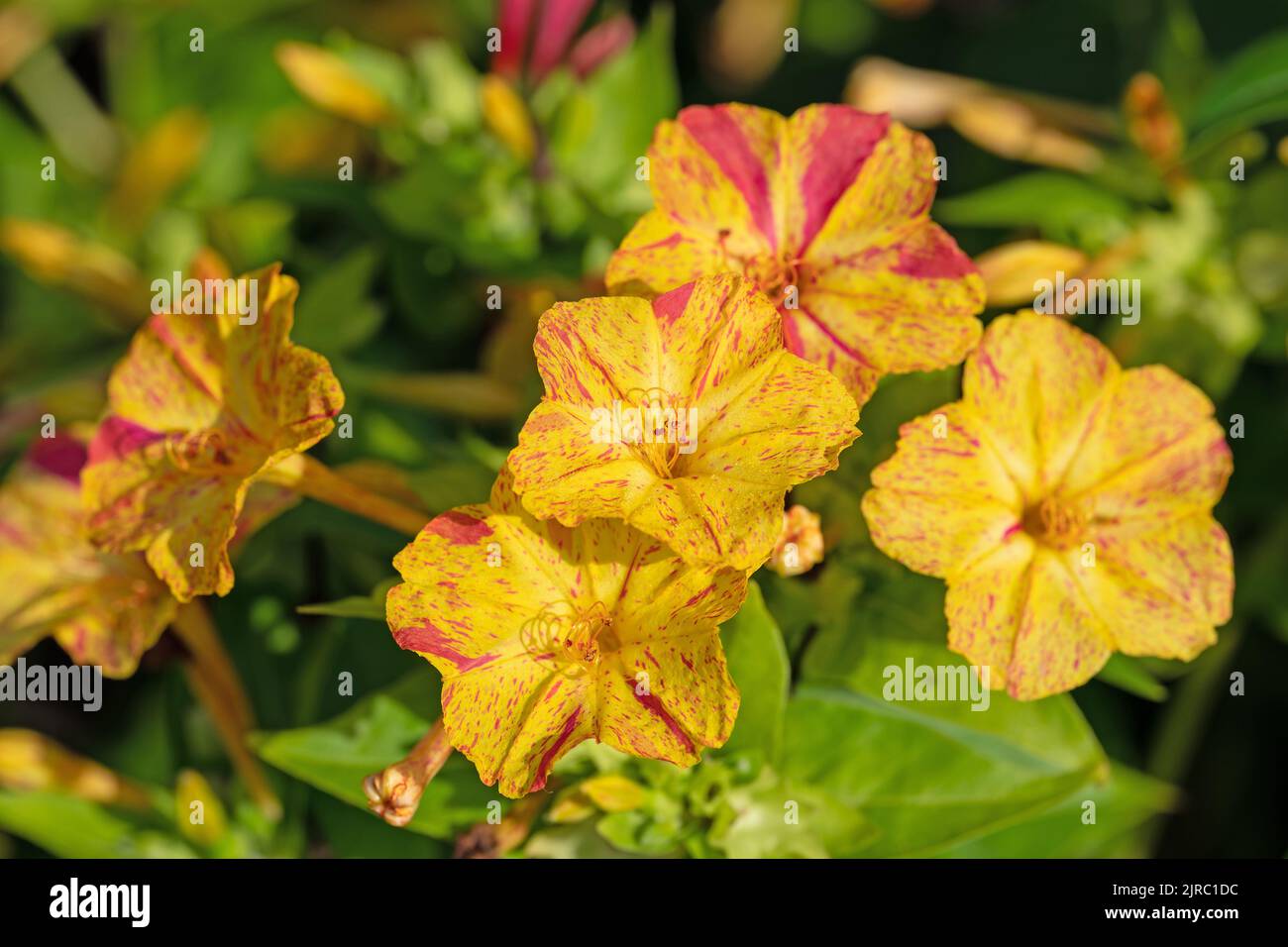 Blühende Wunderblume, Mirabilis jalapa Stockfoto