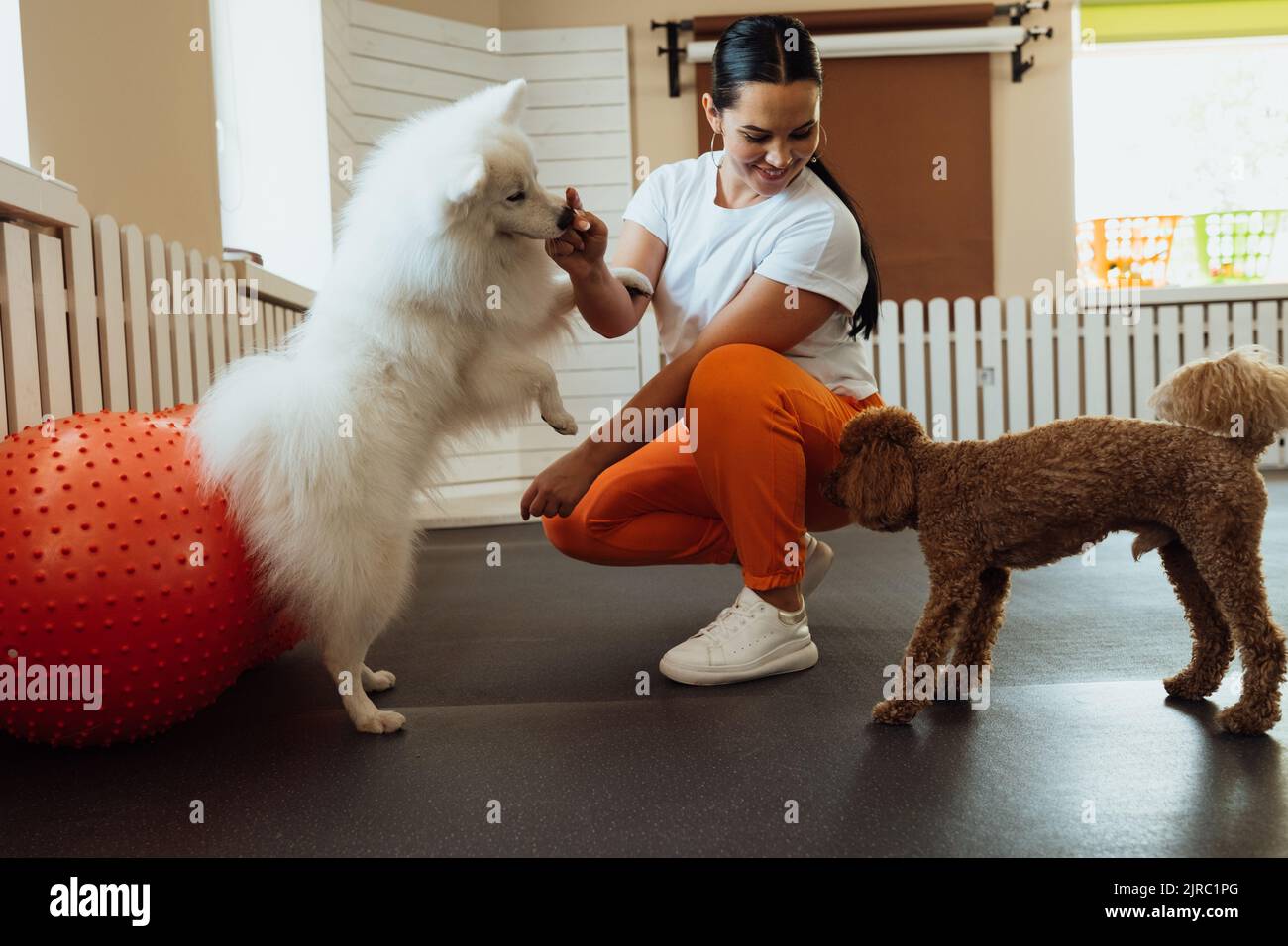 Kleiner brauner Pudel und schneeweißer japanischer Spitz trainieren zusammen im Tierheim mit Hundetrainer Stockfoto