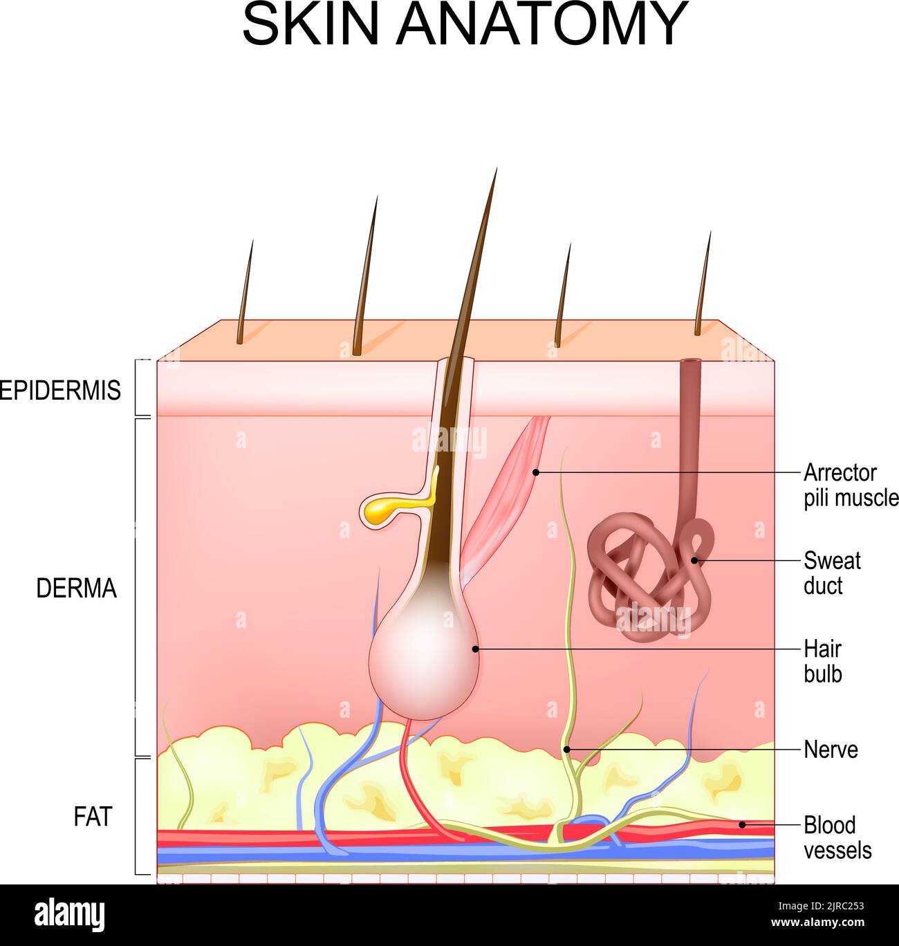 Hautstruktur und Anatomie. Schichten der menschlichen Haut mit Haarfollikel, Schweiß und Talgdrüsen. Epidermis, Dermis, Unterhaut. vektorgrafik Stock Vektor
