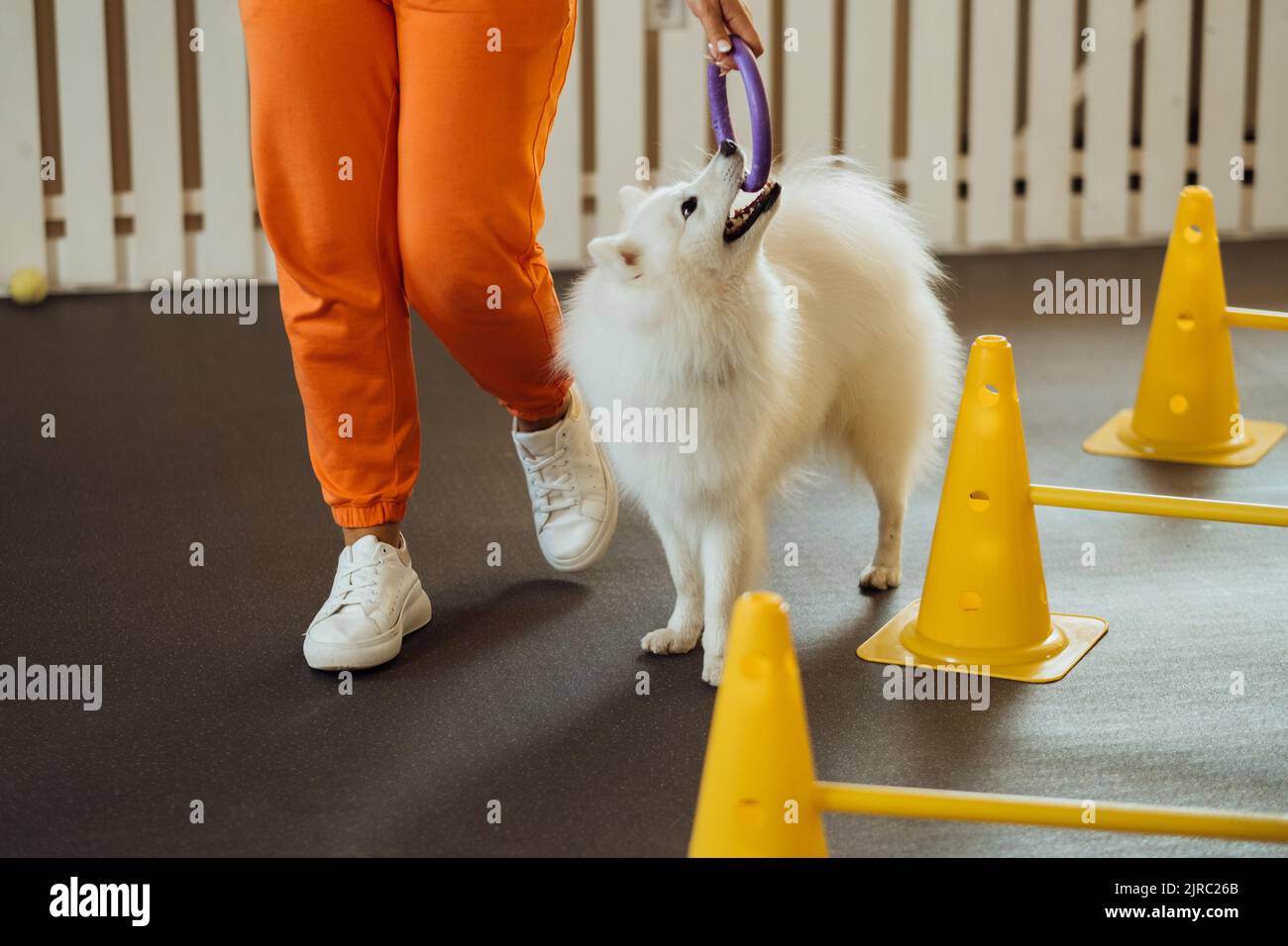 Schneeweiße Hunderasse Japanische Spitz Ausbildung im Tierheim mit Trainer Stockfoto