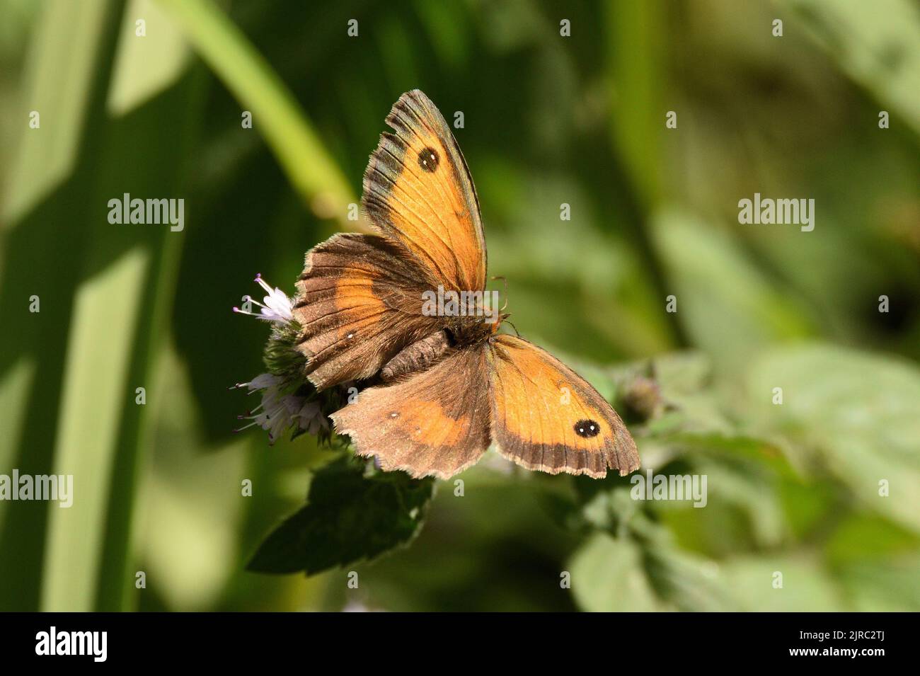 Gatekeeper Schmetterling (männlich) auf einer Wildblume. Hampstead Heath, London, England, Großbritannien. Stockfoto