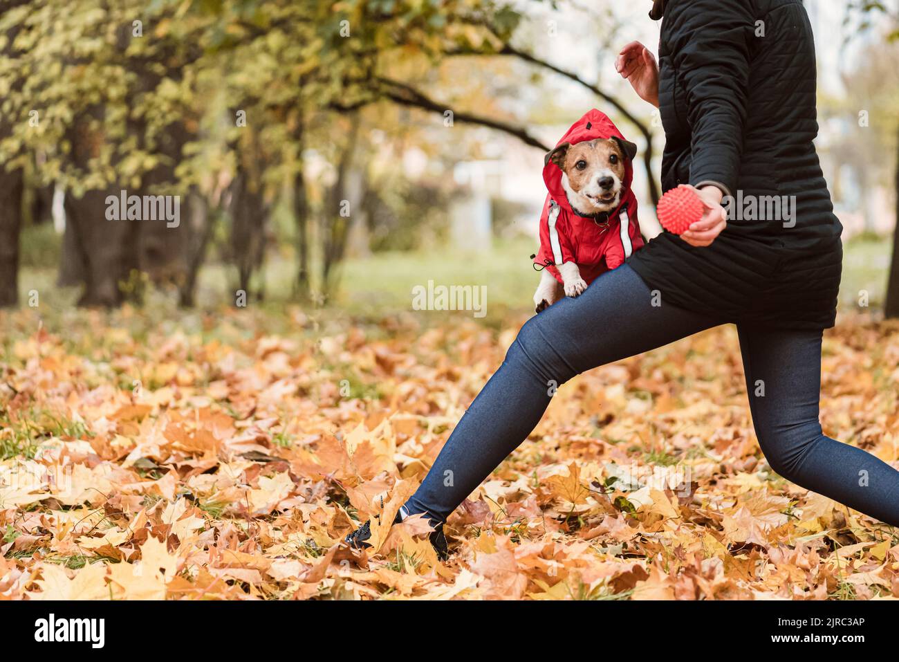 Frau spielt aktiv mit Hund, um es gesund und fit zu halten. Herbsttag im Park. Stockfoto