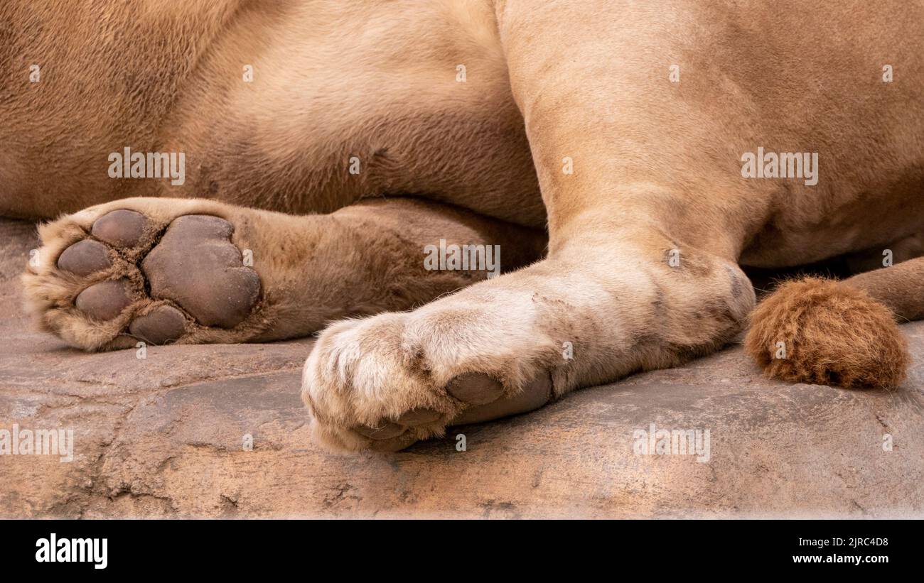 nahaufnahme des löwen. nahaufnahme der löwenpfoten Stockfoto