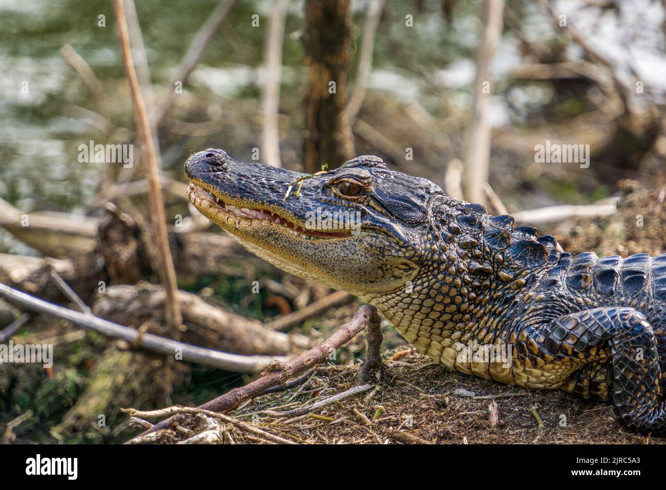 Die Seitenansicht eines Alligators, der auf dem Boden in einem Feuchtgebiet von South Carolina ruht, zeigt Details von Haut, Zähnen und Augen. Stockfoto
