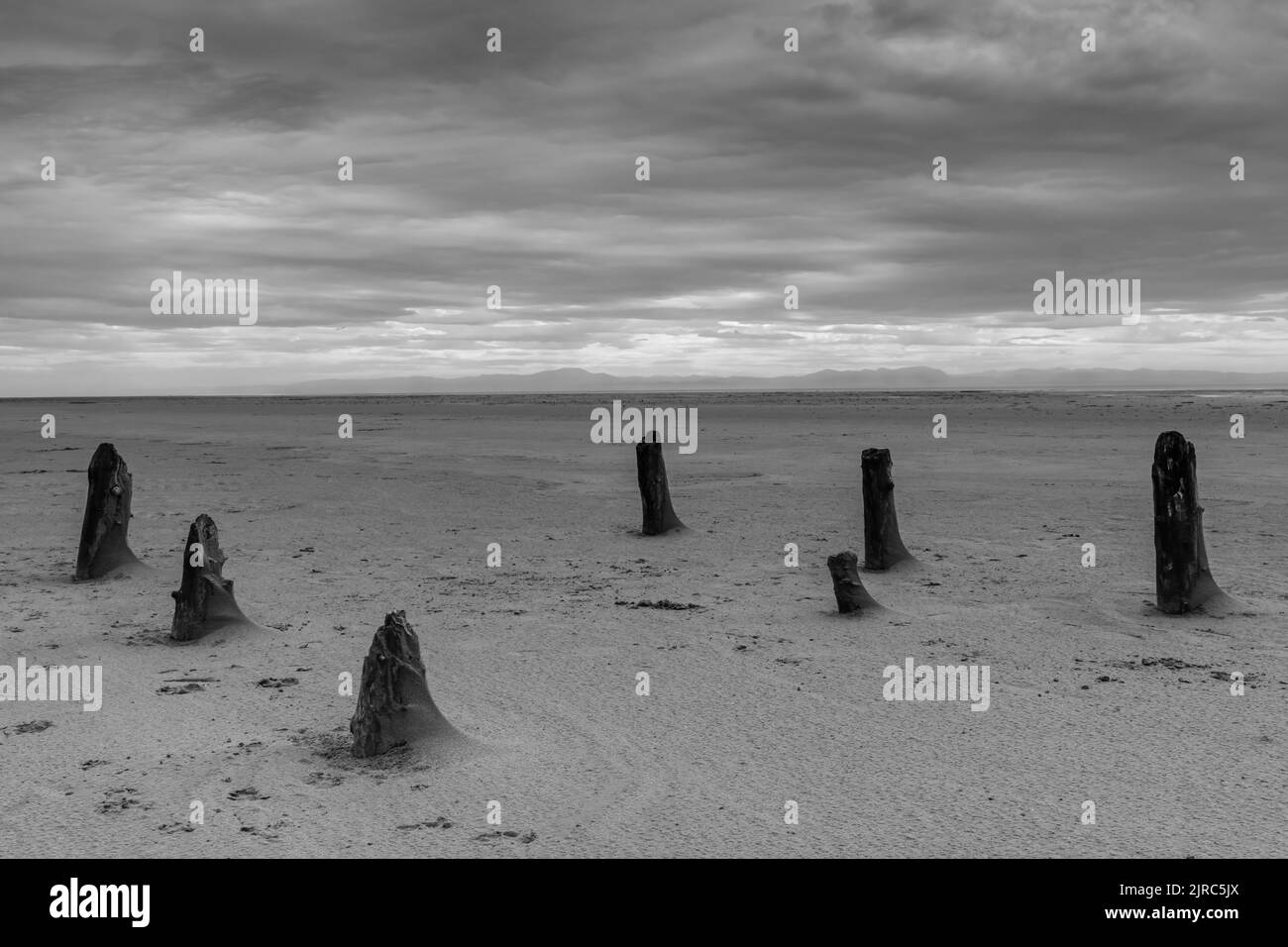 Eine Graustufe einer Gruppe alter Holzpfosten in Mersehead Sands, Dumfries und Galloway, Schottland Stockfoto