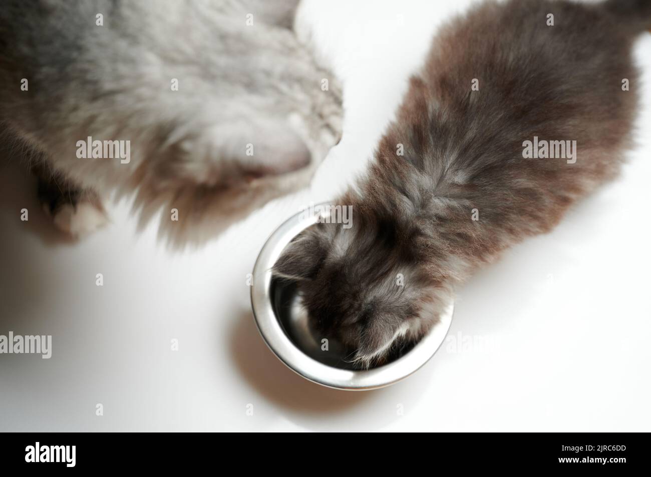 Graue Katzen, die Futter von der Metallplatte über der Draufsicht essen, isoliert Stockfoto