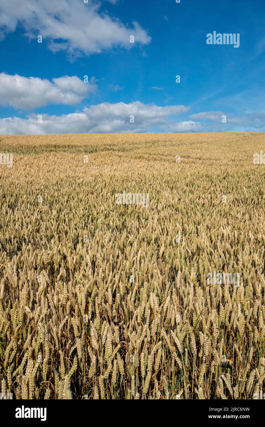 Weizenfeld in Berwickshire, Scottish Borders, Großbritannien Stockfoto