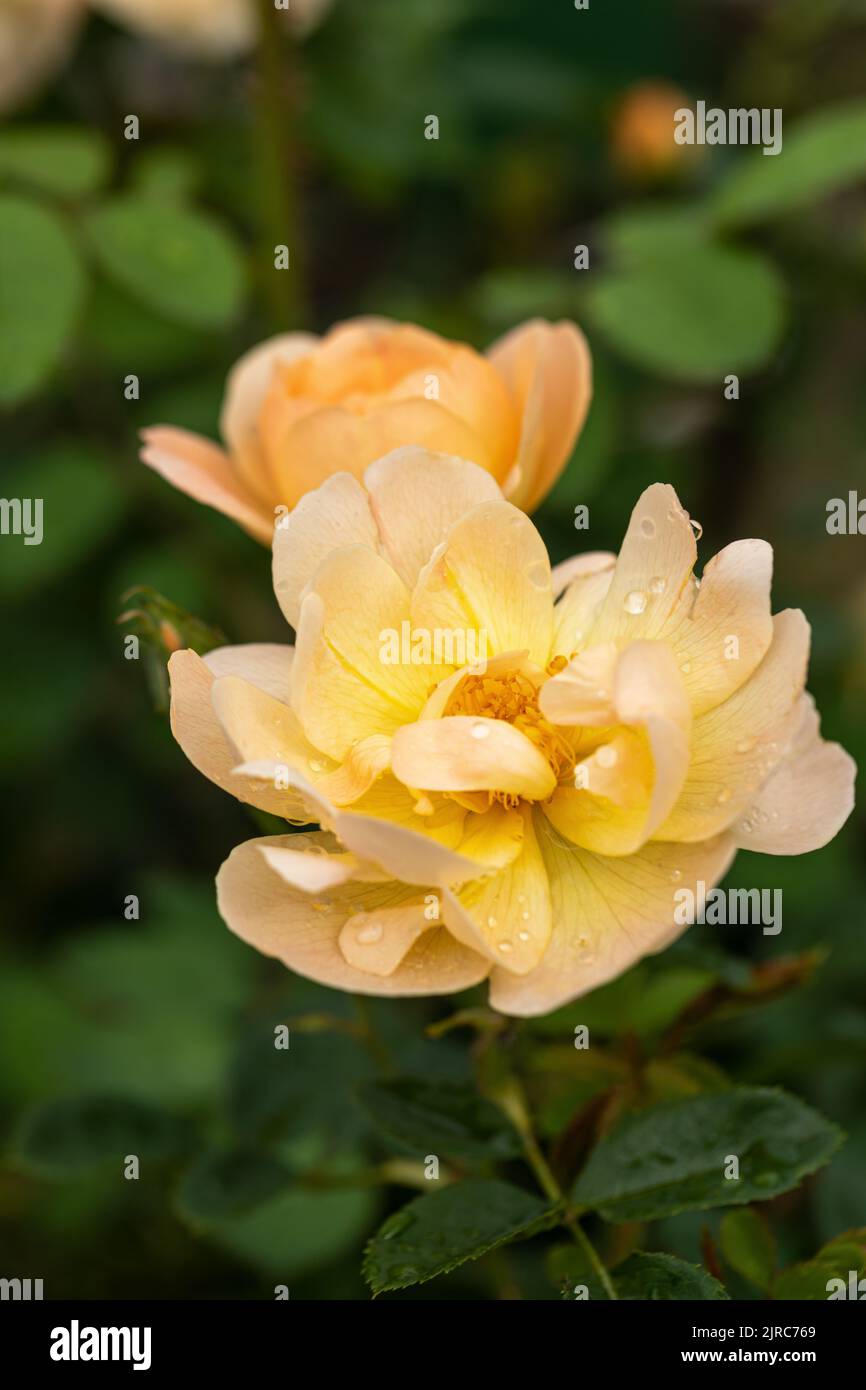 Eine wunderschöne Aprikosenrose namens Rosa die Lerche steigt nach einem Regenschauer auf. Eine Strauchrose von David Austin, die in einem englischen Garten blüht. VEREINIGTES KÖNIGREICH Stockfoto