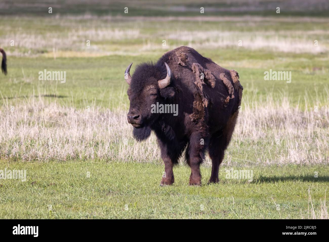 Bisons fressen Gras in der amerikanischen Landschaft. Yellowstone-Nationalpark. Stockfoto