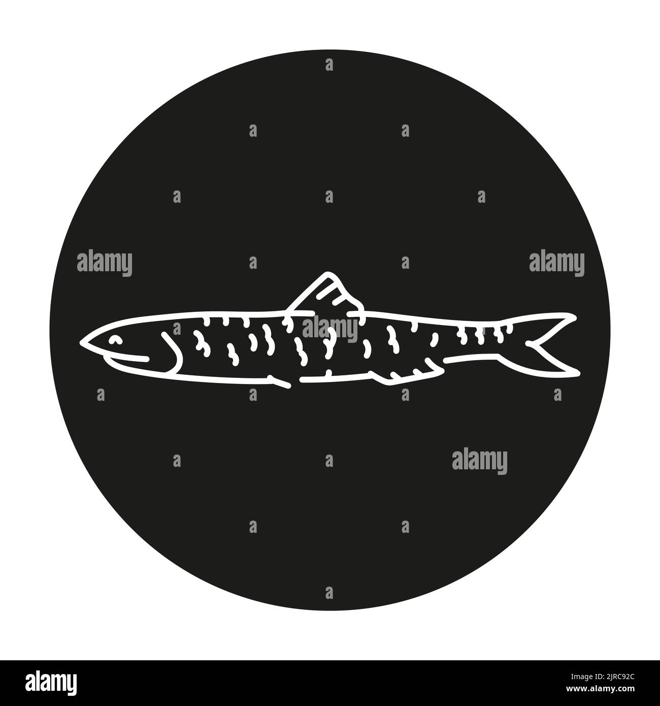 Anchovy Farbe Linie Illustration. Meeresfische. Stock Vektor