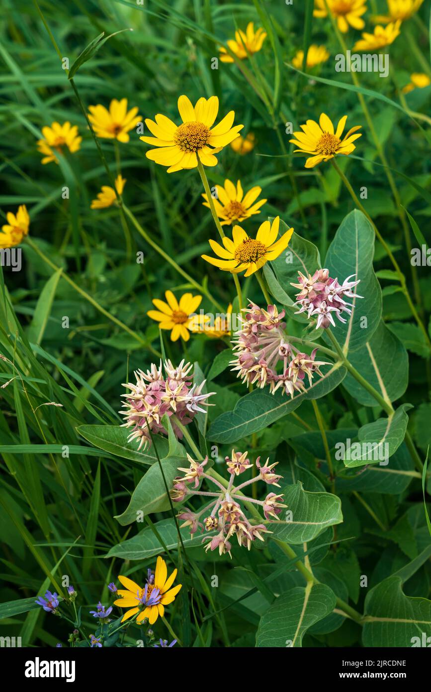 Milchküken und Falsche Sonnenblumen blühen im Riding Mountain National Park, Manitoba, Kanada. Stockfoto