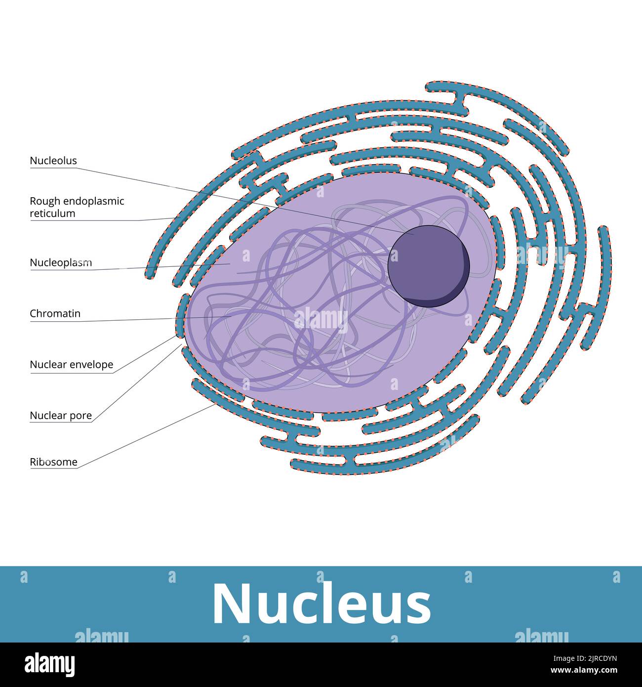 Der Kern. Ein membrangebundenes Organell mit Hülle, Nukleolus, Zellzytoplasma, Kernporen. Es ist von einem groben endoplasmatischen Retikulum umgeben. Stock Vektor