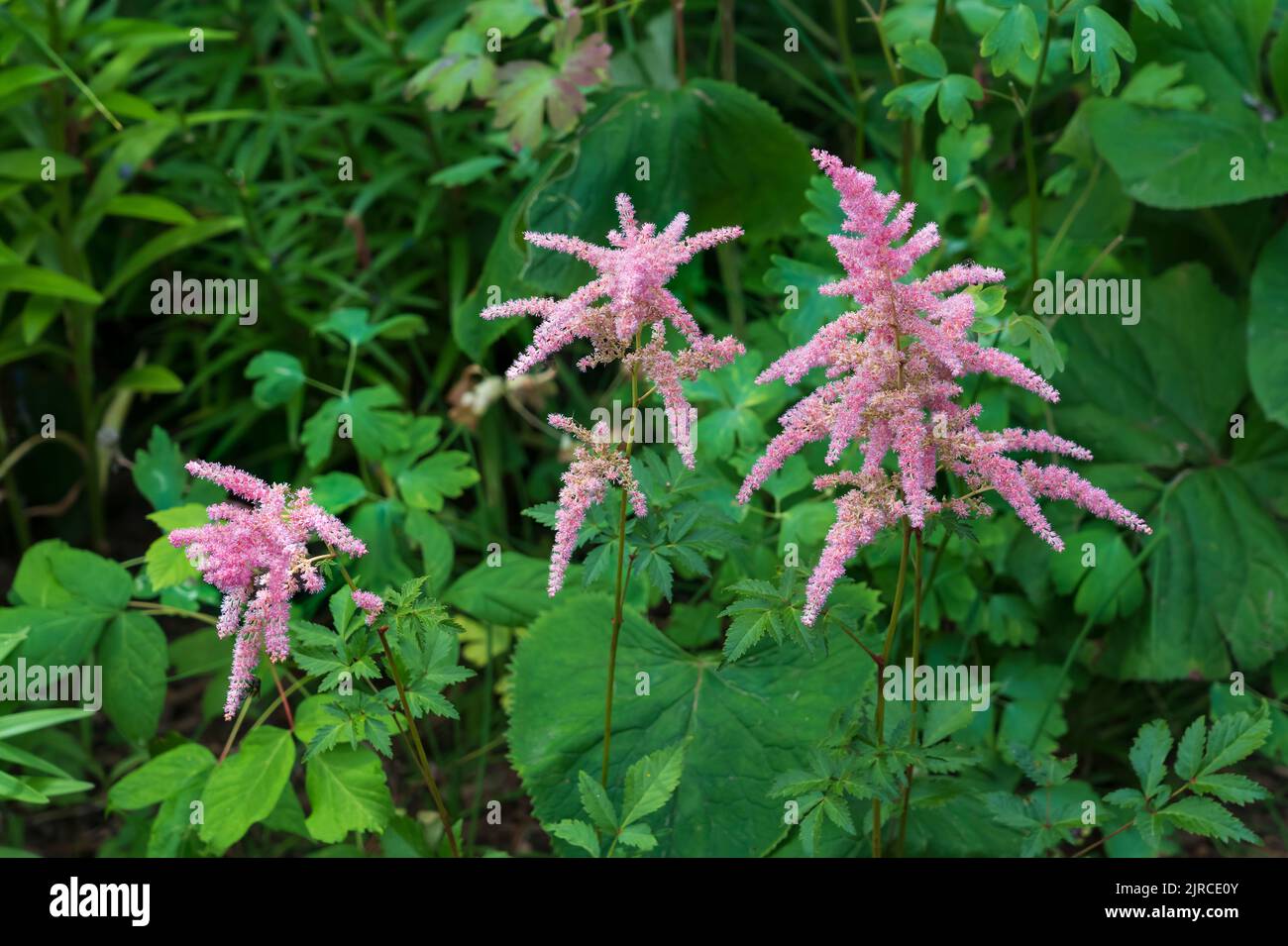 Der Falsche Bock's Beard, Spirea im Riding Mountain National Park, Manitoba, Kanada. Stockfoto