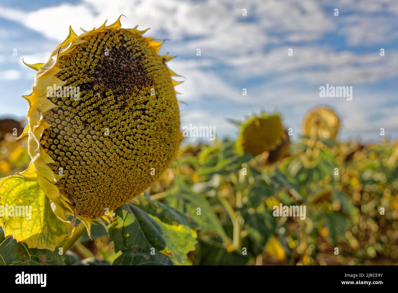 Eure-et-Loir, Frankreich. 23. August 2022. Anbau von Sonnenblumen vor der Ernte in Eure-et-Loir, Frankreich. Stockfoto