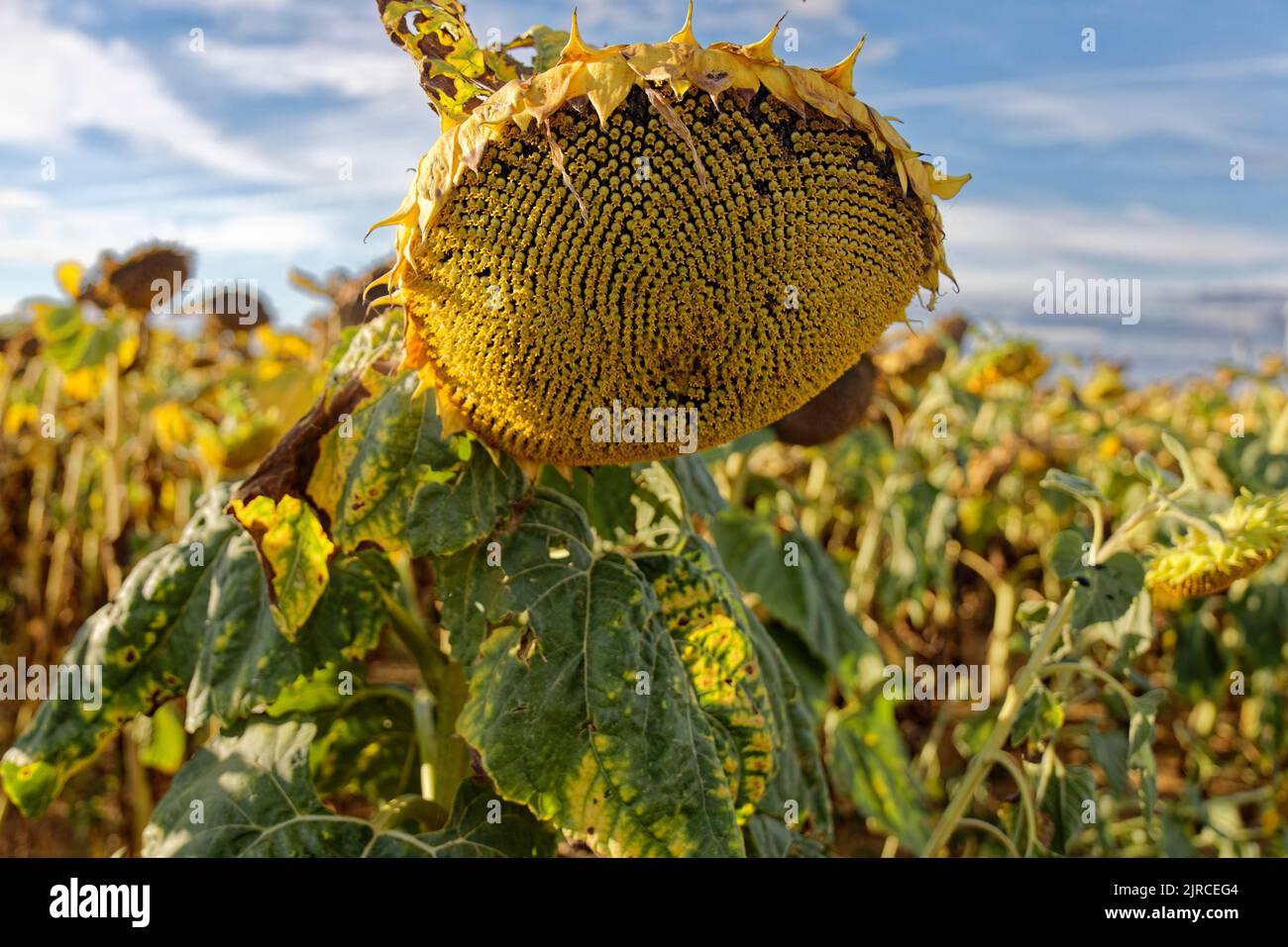 Eure-et-Loir, Frankreich. 23. August 2022. Anbau von Sonnenblumen vor der Ernte in Eure-et-Loir, Frankreich. Stockfoto