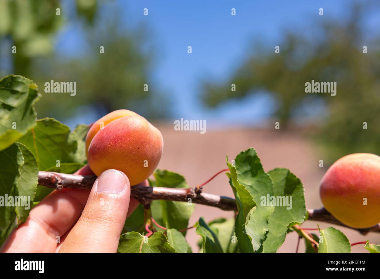 Hintergrund der Obsternte. Mann, der einen Ast hält, um eine Aprikose zu ernten. Obst Produktion Hintergrundbild. Stockfoto