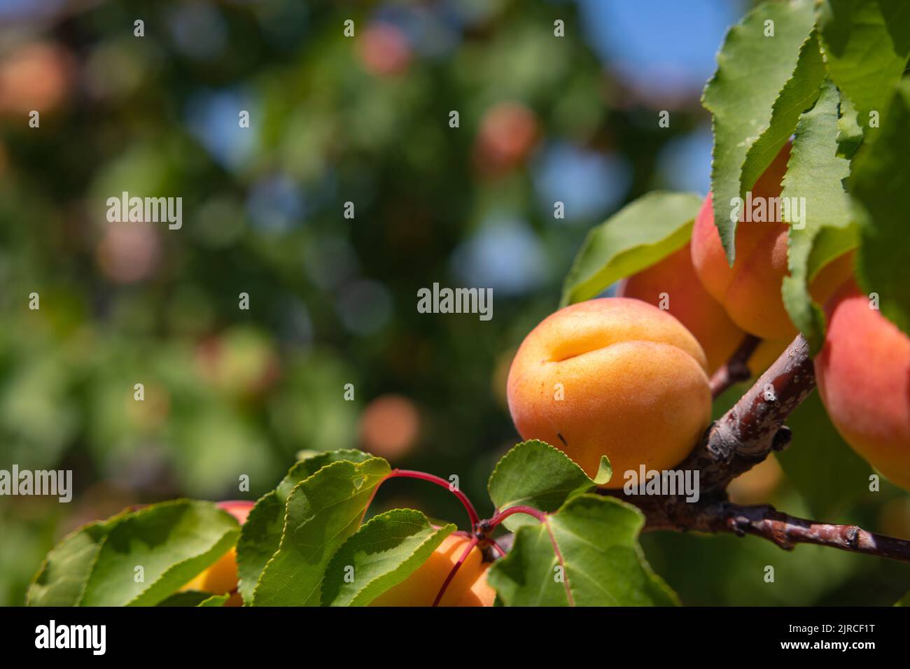 Aprikosen auf dem Baum im Fokus. Bio-Obst Produktion Konzept Foto. Aprikosenproduktion in Malatya Türkei. Stockfoto