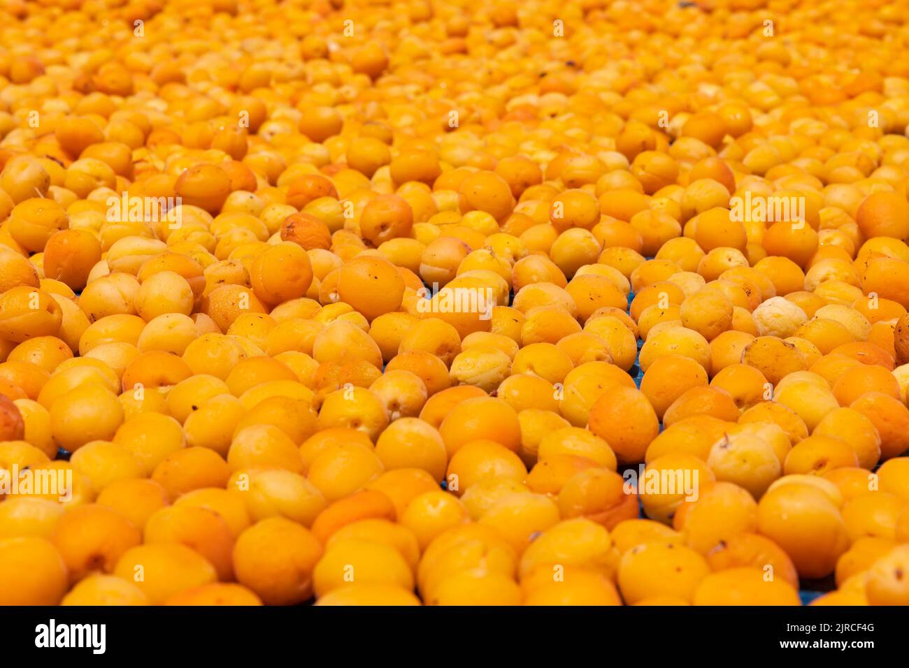 Trocknen von Aprikosen Hintergrundbild. Produktionskonzept für Trockenfrüchte. Bio vegane Lebensmittel Hintergrundbild Foto. Stockfoto
