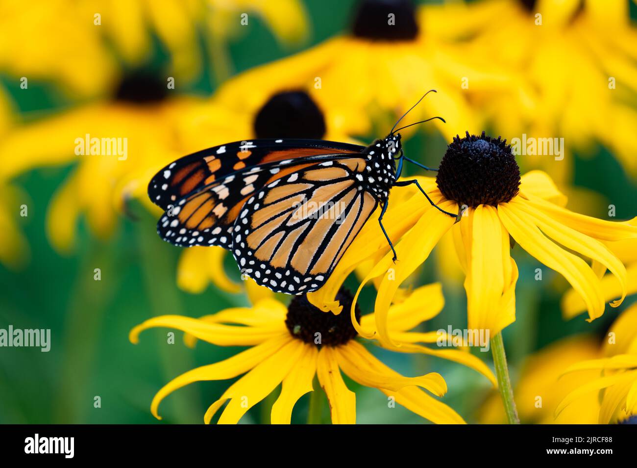 Ein Monarch Butterfly, Danaus plexippus, bestäubt eine schwarze Augen susan Blume in einem Garten in Speculator, NY USA Stockfoto