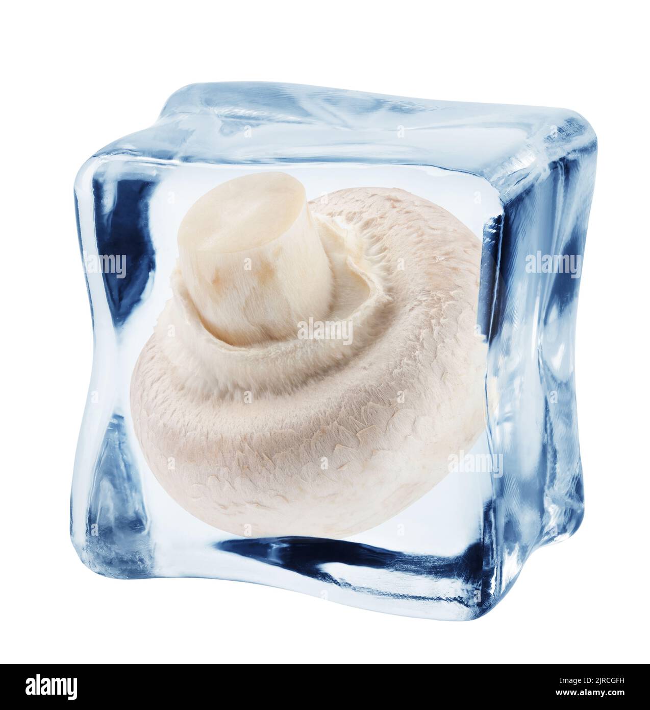 Champignon, Pilz im Eiswürfel, isoliert auf weißem Hintergrund, Schnittpfad, volle Schärfentiefe Stockfoto
