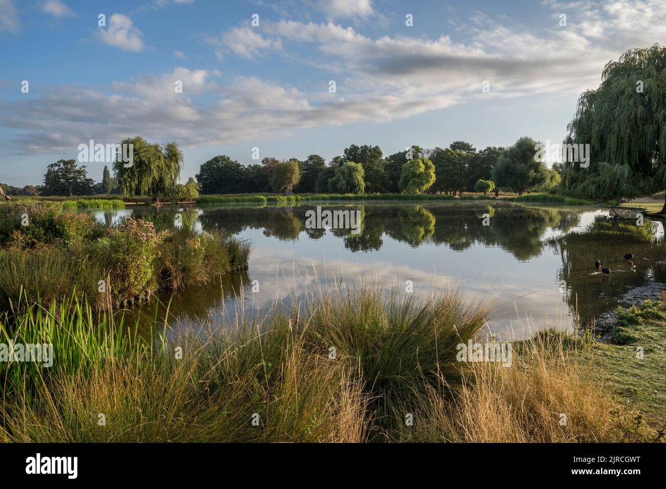 Die Farben des Morgenlichts am Reiherteich im buschigen Park Surrey England Stockfoto