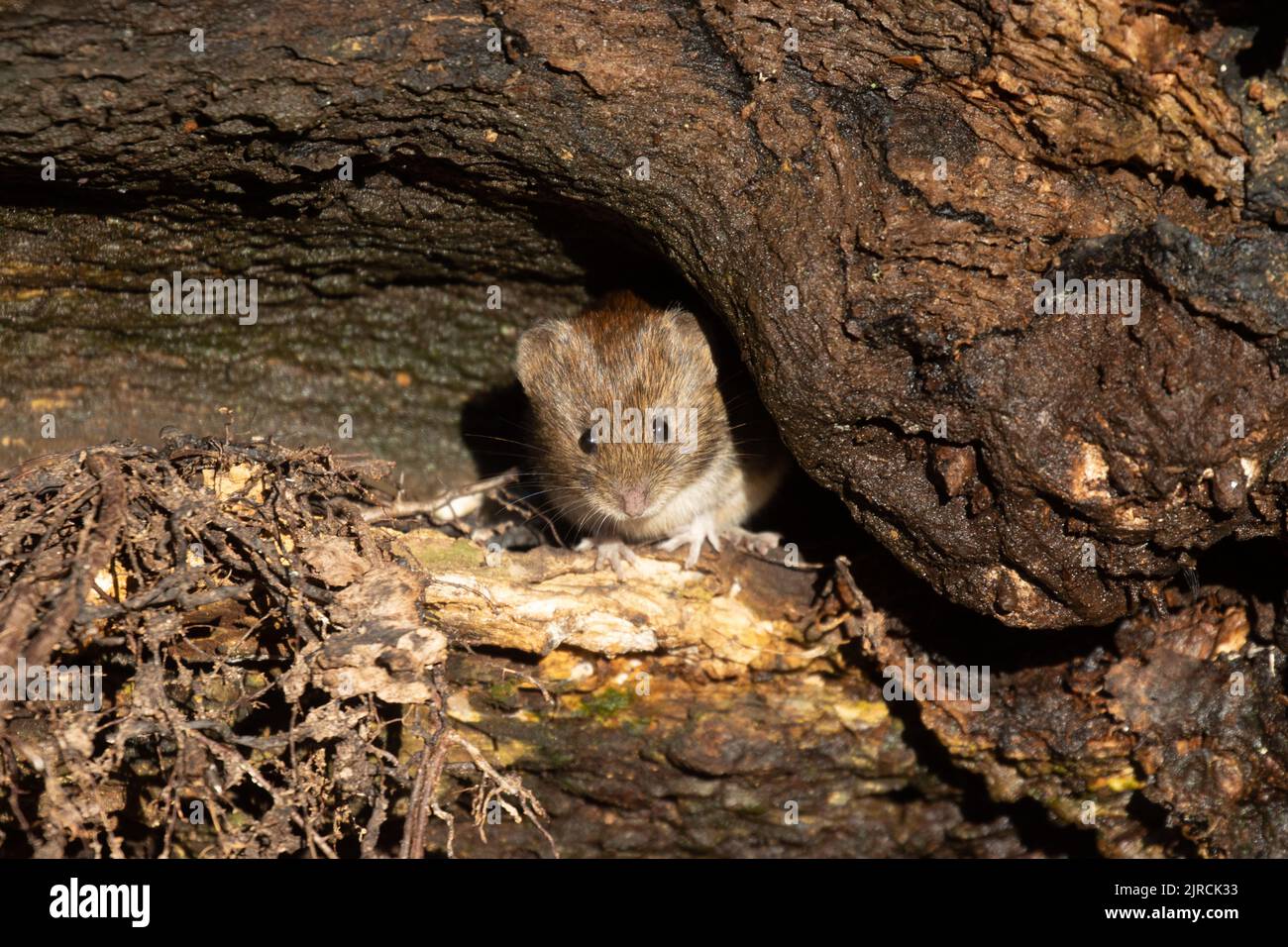 Rötelmaus (Myodes Glareolus) Stockfoto