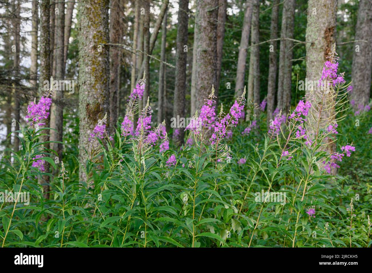 Feuerkraut (Epilobium angustifolium) blüht im borealen Wald von Kanada, Elk Island National Park, Alberta Stockfoto