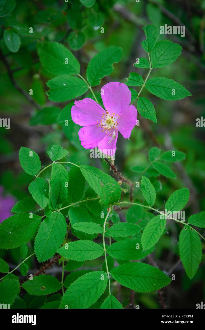 Wilde Rosen blühen in einem borealen Wald, Elk Island National Park, Alberta, Kanada Stockfoto