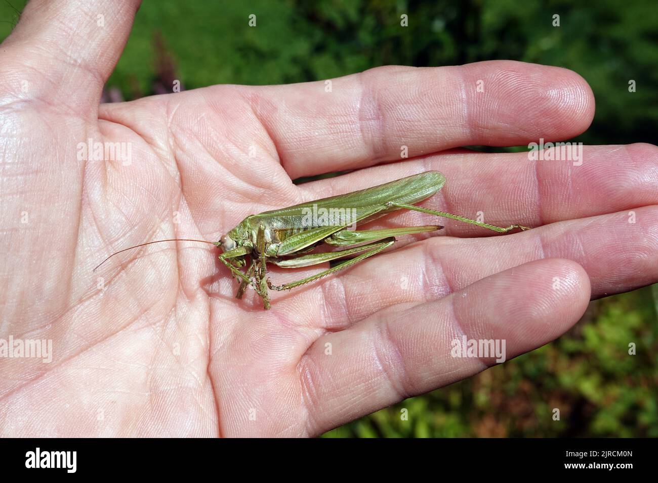 Totes Grünes Heupferd (Tettigonia viridissima) Stockfoto