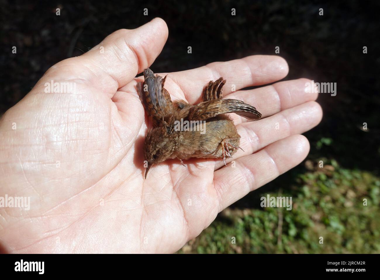 toter Zaunkönig (Troglodytes troglodytes) auf einer Hand Stockfoto
