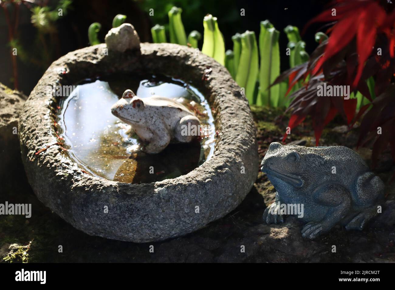 Vogeltränke mit Tonfröschen als Gertendekoration, dahinter junge Wedel des Hirschzungenfarn (Asplenium scolopendrium, alte Synome: Scolopendria offi Stockfoto