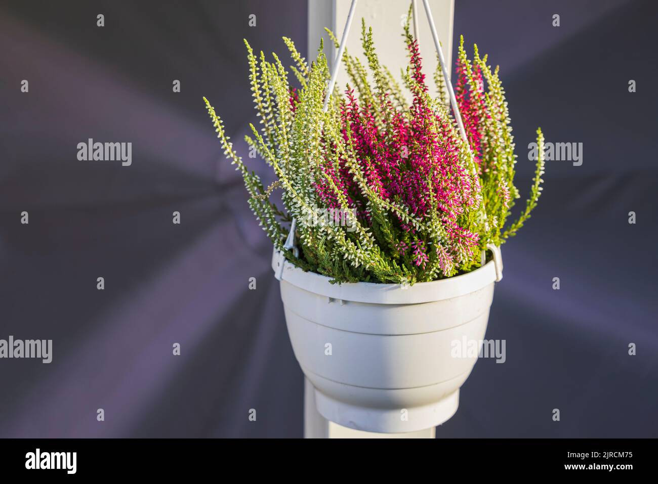 Nahaufnahme der wunderschönen Calluna vulgaris Pflanze im Freien in weiß gestampftem Topf. Stockfoto