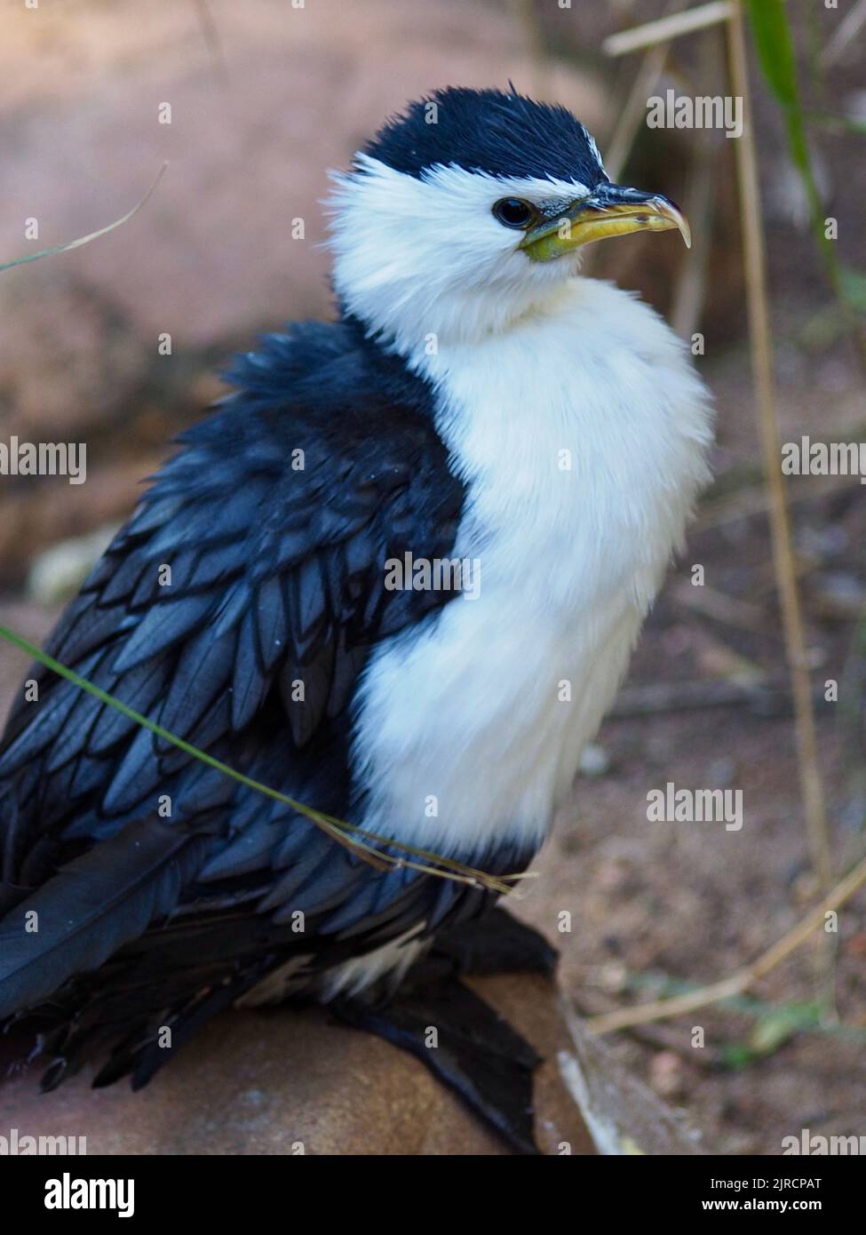 Wundervoller, unverwechselbarer kleiner Rattenkormoran mit scharfen Augen und makellosem Gefieder. Stockfoto