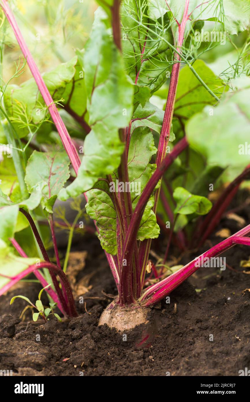 Meeresrüben, Beta vulgaris subsp. Maritima, Rote Beete, Tisch, Garten, rot, Oder Goldrüben, Rübenwurzelernte im Boden im Garten. Rüben im Garten Stockfoto