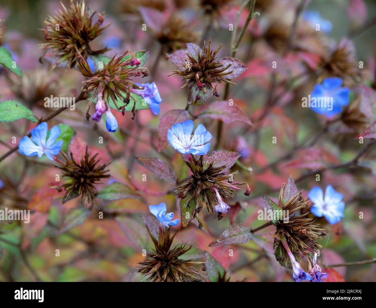 Blaue Blüten von Ceratostigma plumbaginoides, chinesischem plumbago Stockfoto