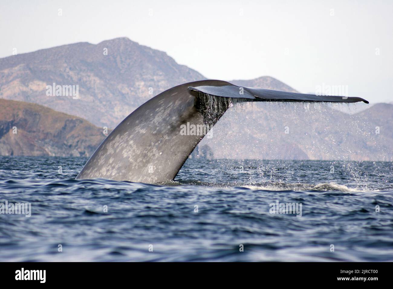Blue Whale Tail Stockfoto