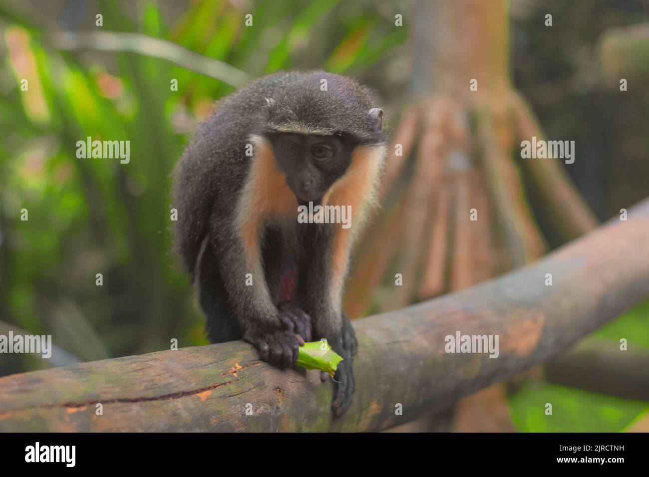 Kleiner Affe halte ein Blatt auf dem Baum Stockfoto
