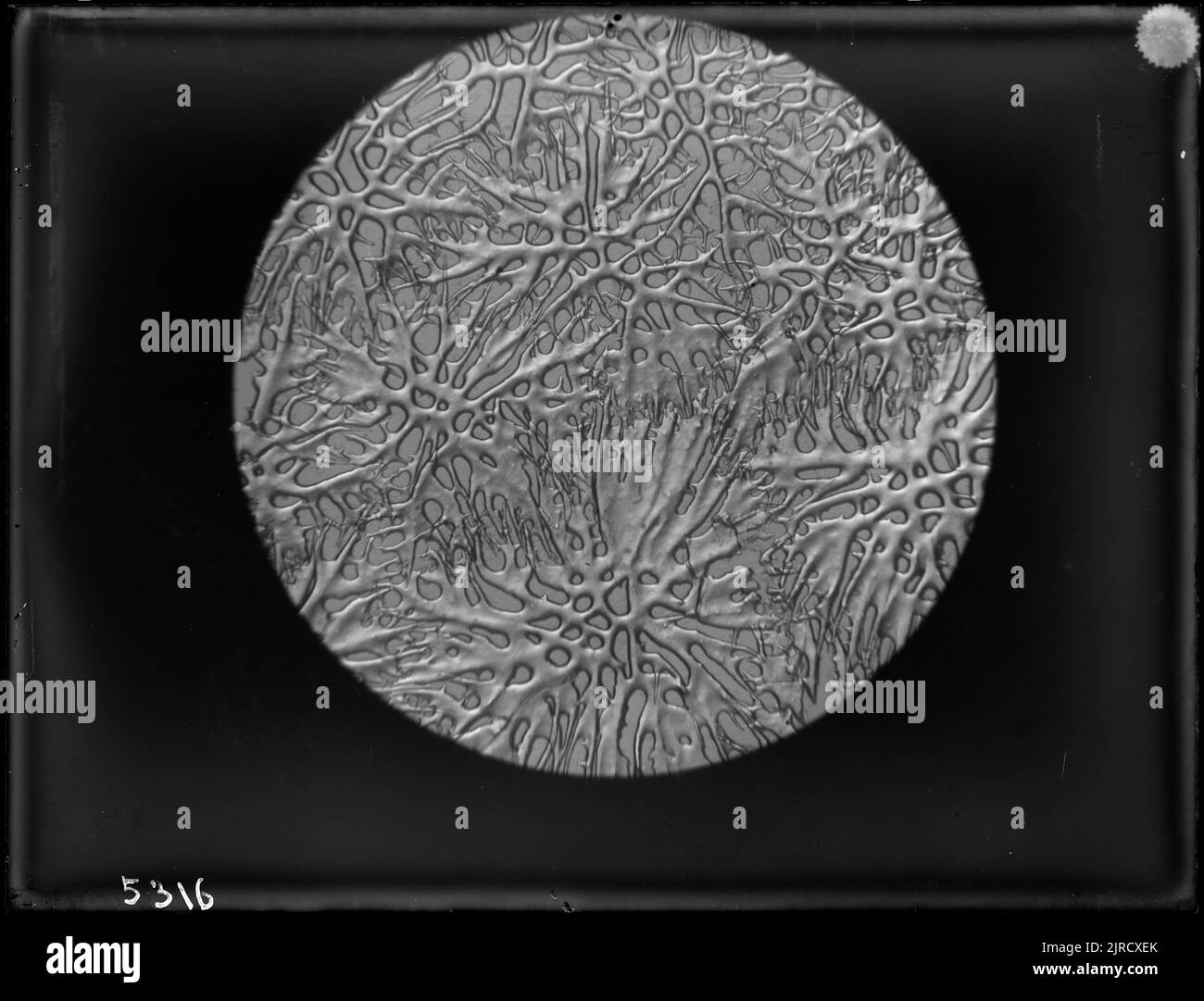 Photomikrographie einer Brachiopode, 1904 - 1906, von James McDonald. Stockfoto